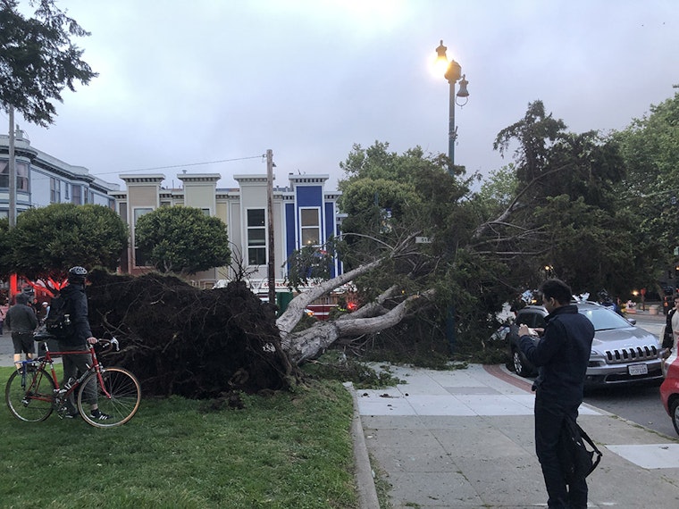 Massive tree falls in Duboce Park, knocking out N-Judah service