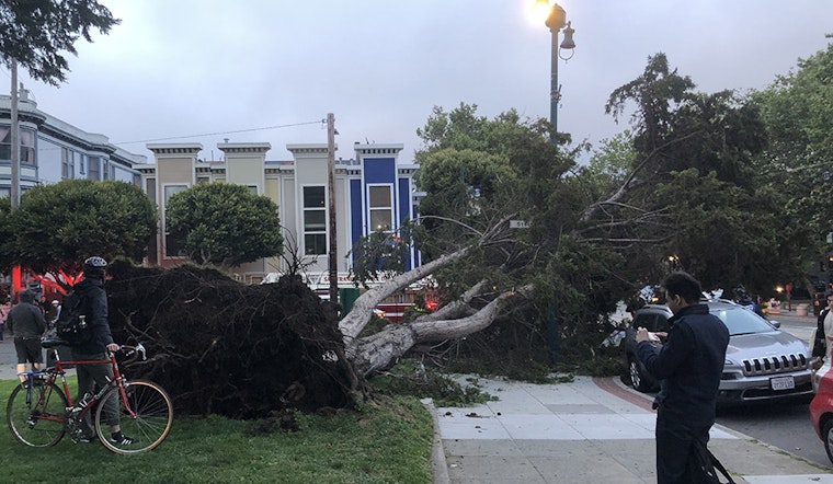 Massive tree falls in Duboce Park, knocking out N-Judah service
