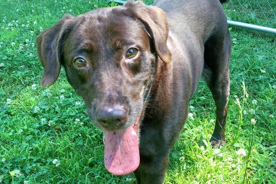 Dogs in Atlanta looking for their fur-ever homes
