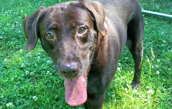 Dogs in Atlanta looking for their fur-ever homes