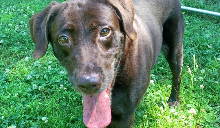 Dogs in Atlanta looking for their fur-ever homes