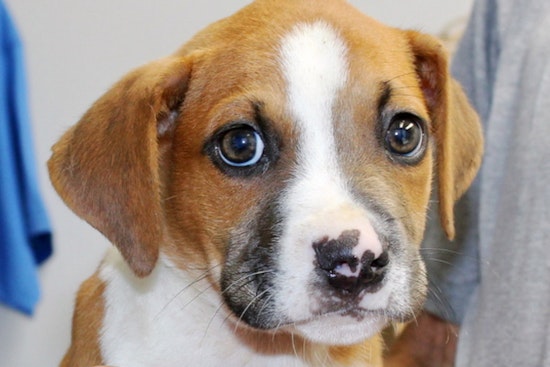Puppies in Orlando looking for their fur-ever homes