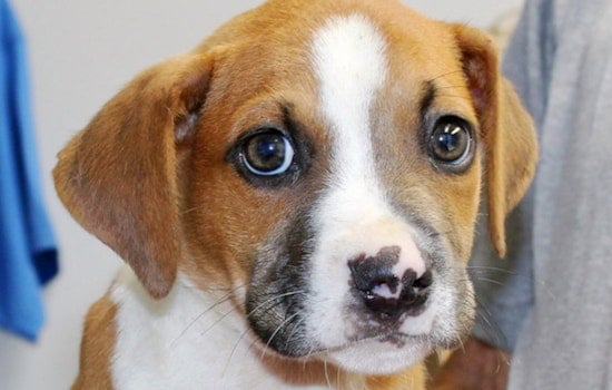 Puppies in Orlando looking for their fur-ever homes