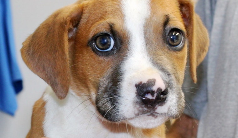 Puppies in Orlando looking for their fur-ever homes