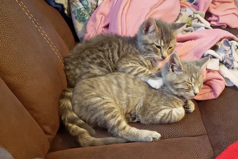 Kittens in Fort Worth looking for their fur-ever homes