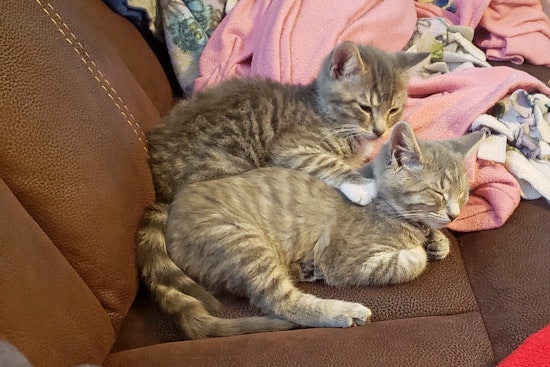 Kittens in Fort Worth looking for their fur-ever homes