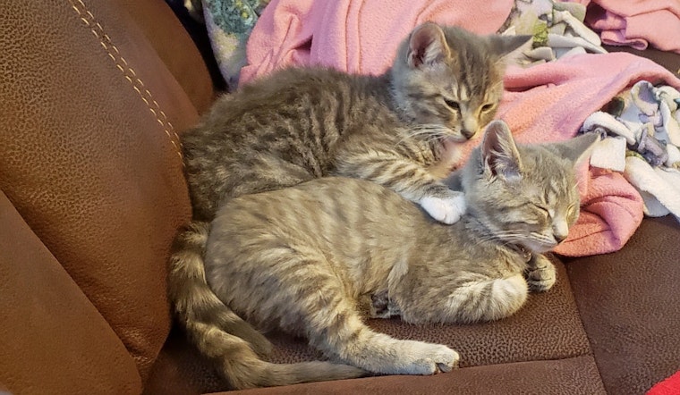 Kittens in Fort Worth looking for their fur-ever homes