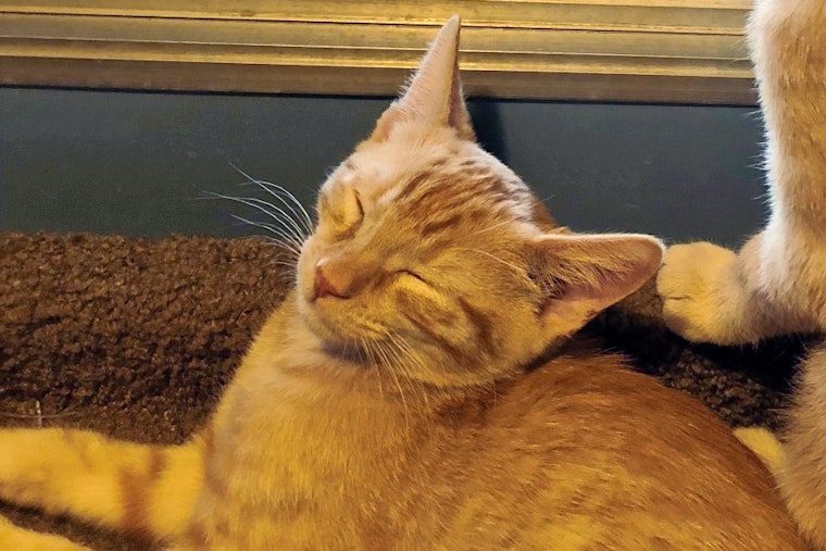 Kittens in Phoenix looking for their fur-ever homes