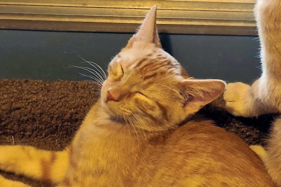 Kittens in Phoenix looking for their fur-ever homes