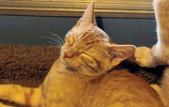 Kittens in Phoenix looking for their fur-ever homes