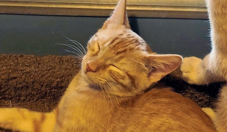 Kittens in Phoenix looking for their fur-ever homes
