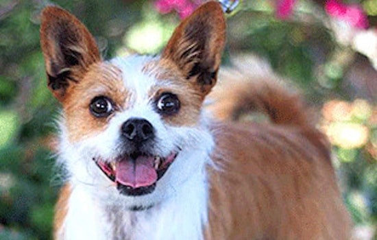 Dogs in Oakland looking for their furr-ever homes