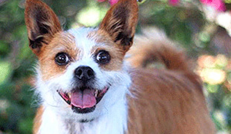 Dogs in Oakland looking for their furr-ever homes