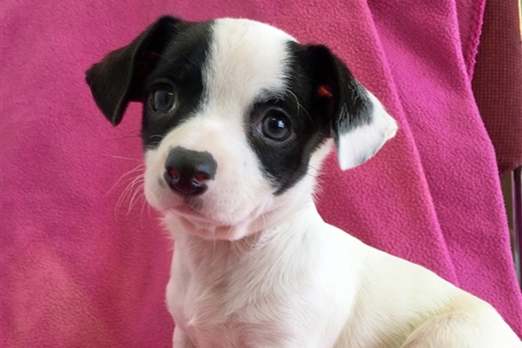 Puppies in Fresno looking for their fur-ever homes