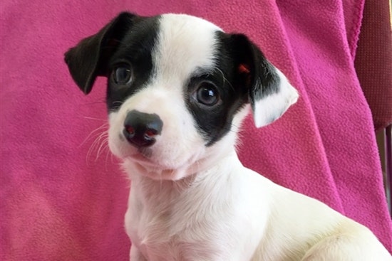 Puppies in Fresno looking for their fur-ever homes