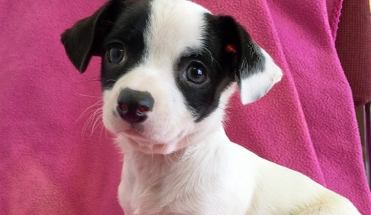 Puppies in Fresno looking for their fur-ever homes