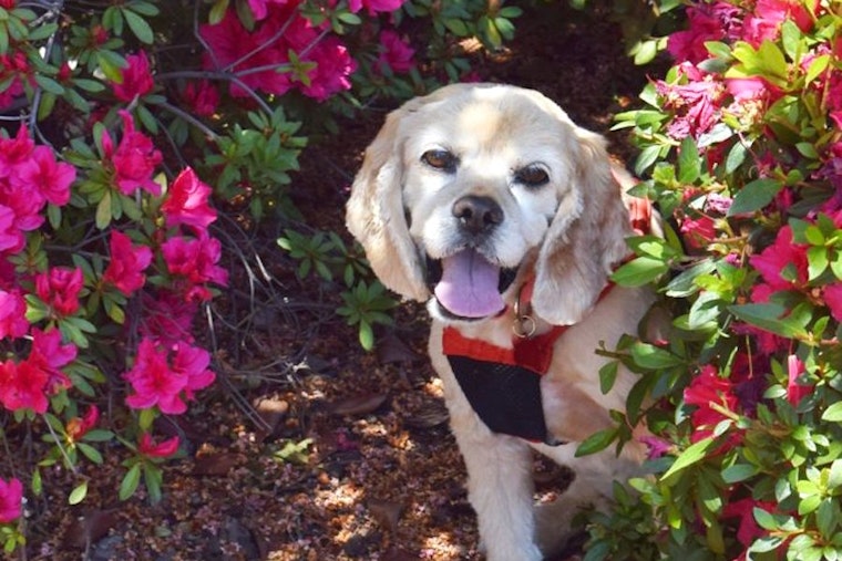 Dogs in Sacramento looking for their furr-ever homes