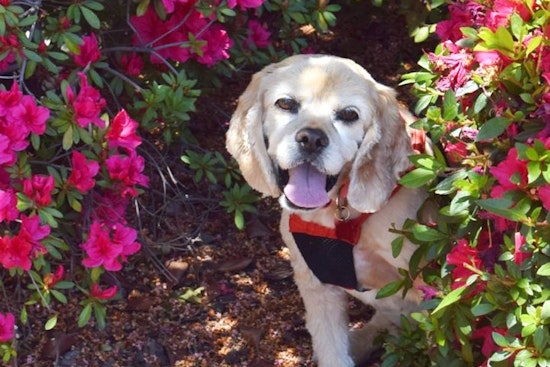 Dogs in Sacramento looking for their furr-ever homes