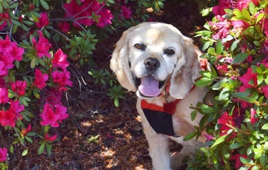 Dogs in Sacramento looking for their furr-ever homes