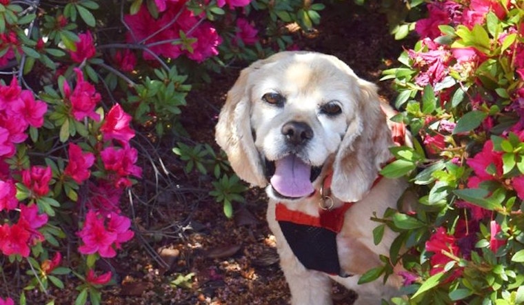 Dogs in Sacramento looking for their furr-ever homes