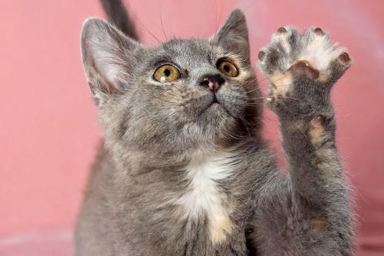 Kittens in Oakland looking for their fur-ever homes