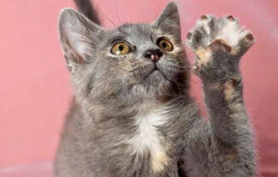 Kittens in Oakland looking for their fur-ever homes