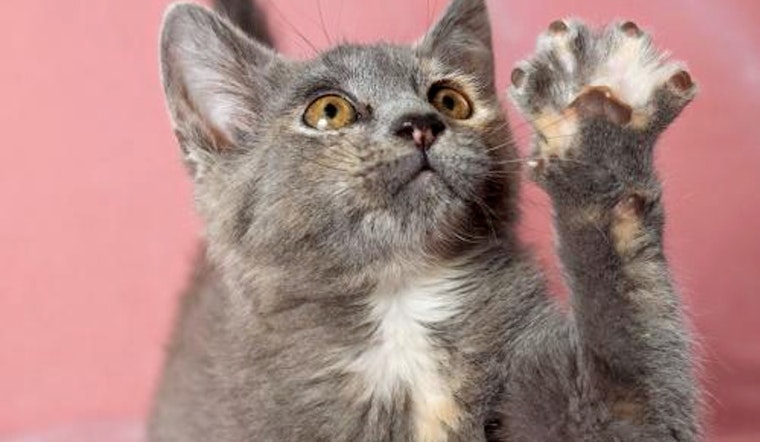 Kittens in Oakland looking for their fur-ever homes