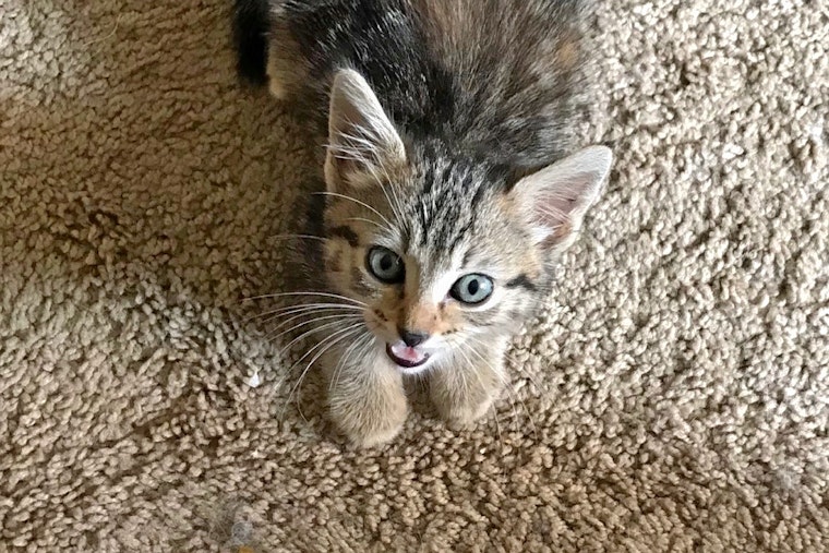 Kittens in San Francisco looking for their fur-ever homes