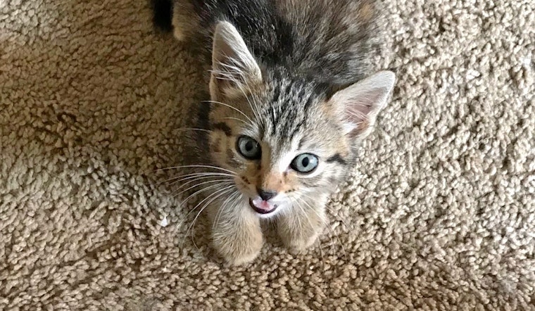 Kittens in San Francisco looking for their fur-ever homes