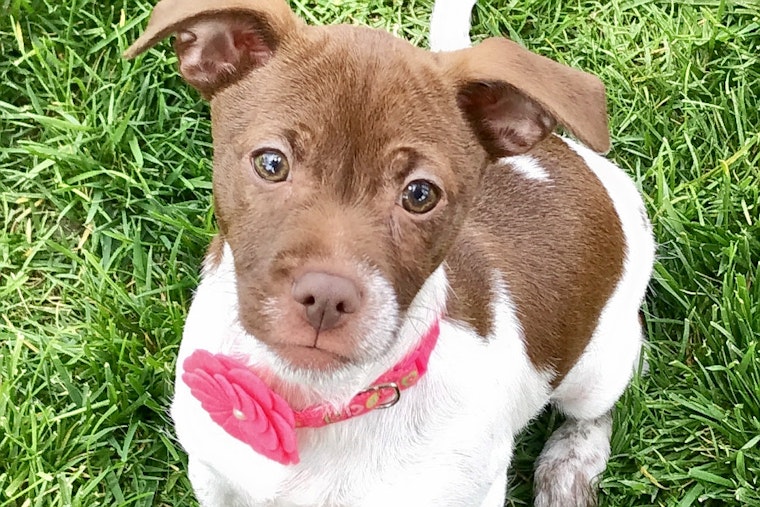 Puppies in Long Beach looking for their fur-ever homes