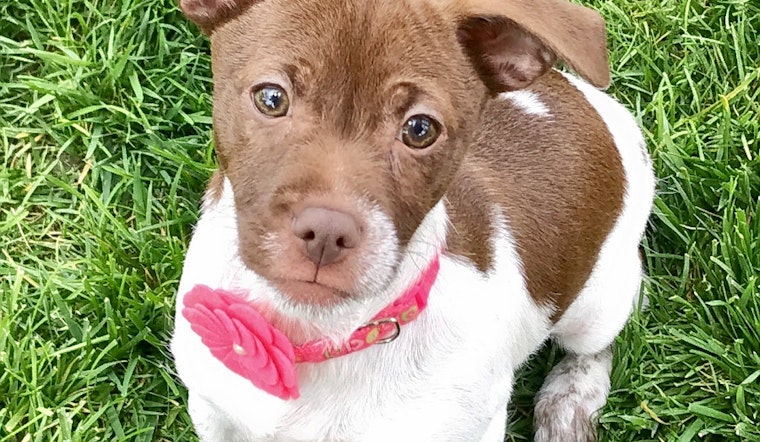 Puppies in Long Beach looking for their fur-ever homes