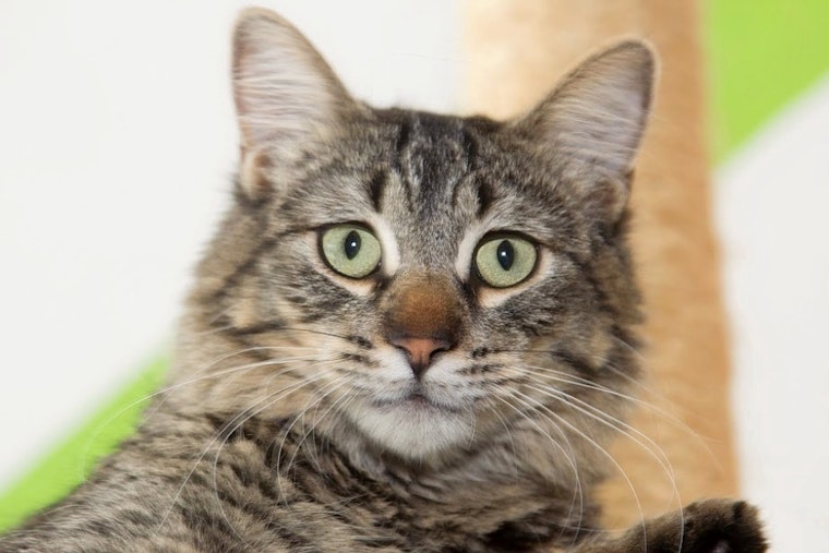 Cats in Los Angeles looking for their fur-ever homes