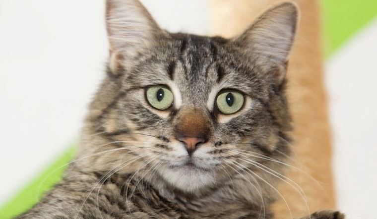 Cats in Los Angeles looking for their fur-ever homes