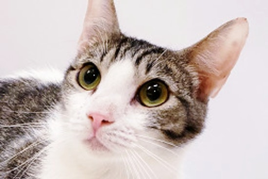Cats in Mesa looking for their fur-ever homes