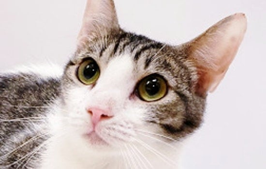 Cats in Mesa looking for their fur-ever homes