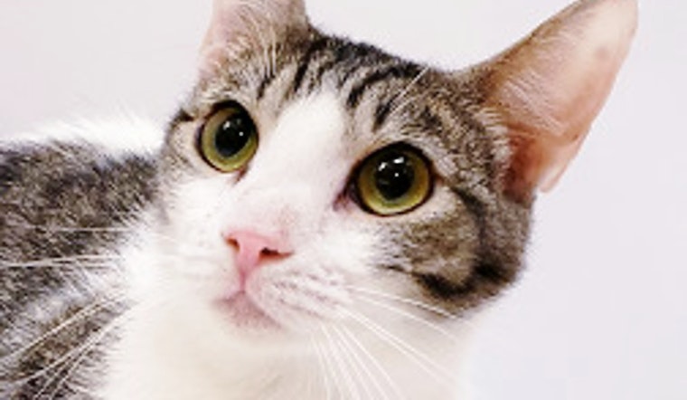 Cats in Mesa looking for their fur-ever homes
