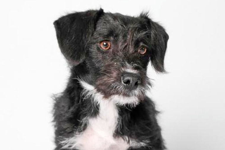 Dogs in Phoenix looking for their fur-ever homes