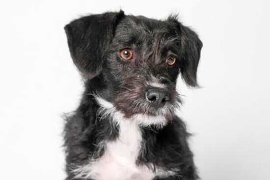 Dogs in Phoenix looking for their fur-ever homes