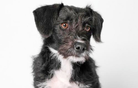 Dogs in Phoenix looking for their fur-ever homes