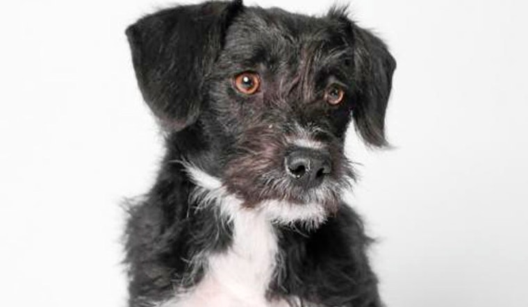Dogs in Phoenix looking for their fur-ever homes