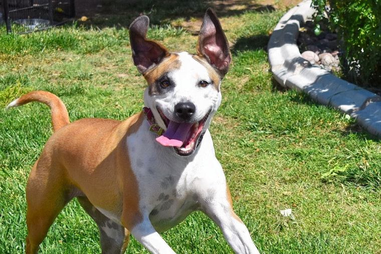 Dogs in Henderson looking for their fur-ever homes