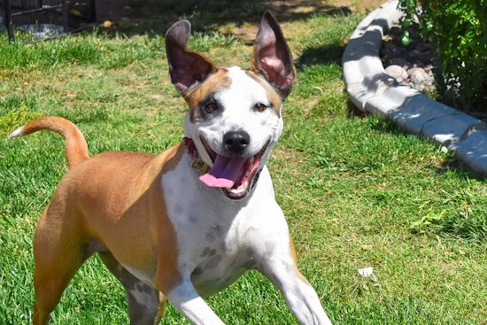 Dogs in Henderson looking for their fur-ever homes