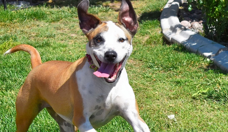 Dogs in Henderson looking for their fur-ever homes