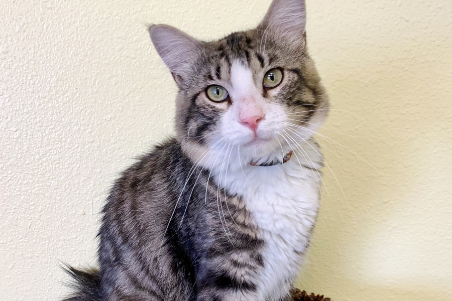 Cats in Las Vegas looking for their furever homes