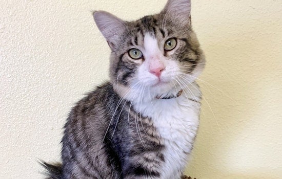 Cats in Las Vegas looking for their fur-ever homes