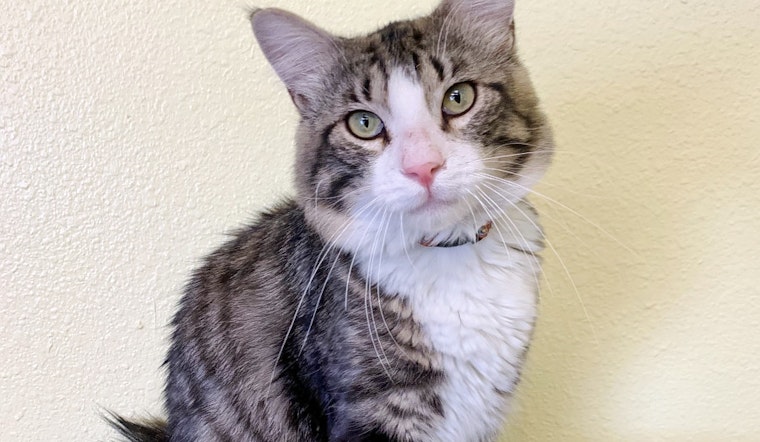 Cats in Las Vegas looking for their fur-ever homes
