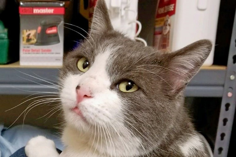 Cats in Albuquerque looking for their fur-ever homes