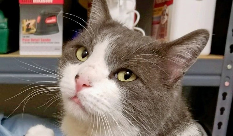 Cats in Albuquerque looking for their fur-ever homes