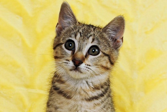 Kittens in Tulsa looking for their fur-ever homes