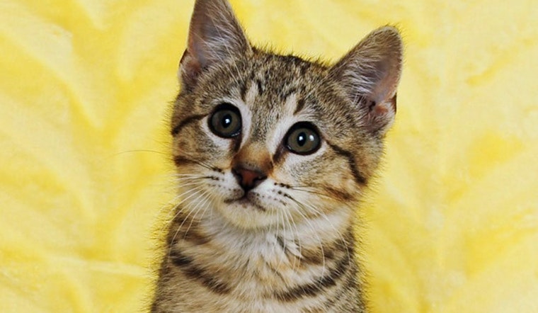 Kittens in Tulsa looking for their fur-ever homes